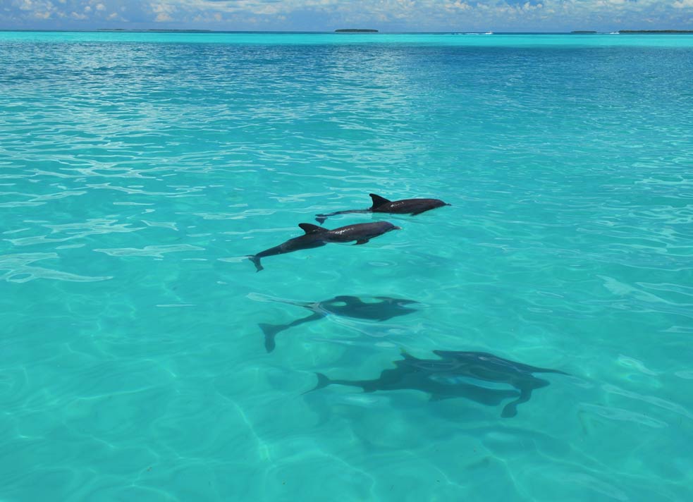 watching dolphins on the dolphin watch tour