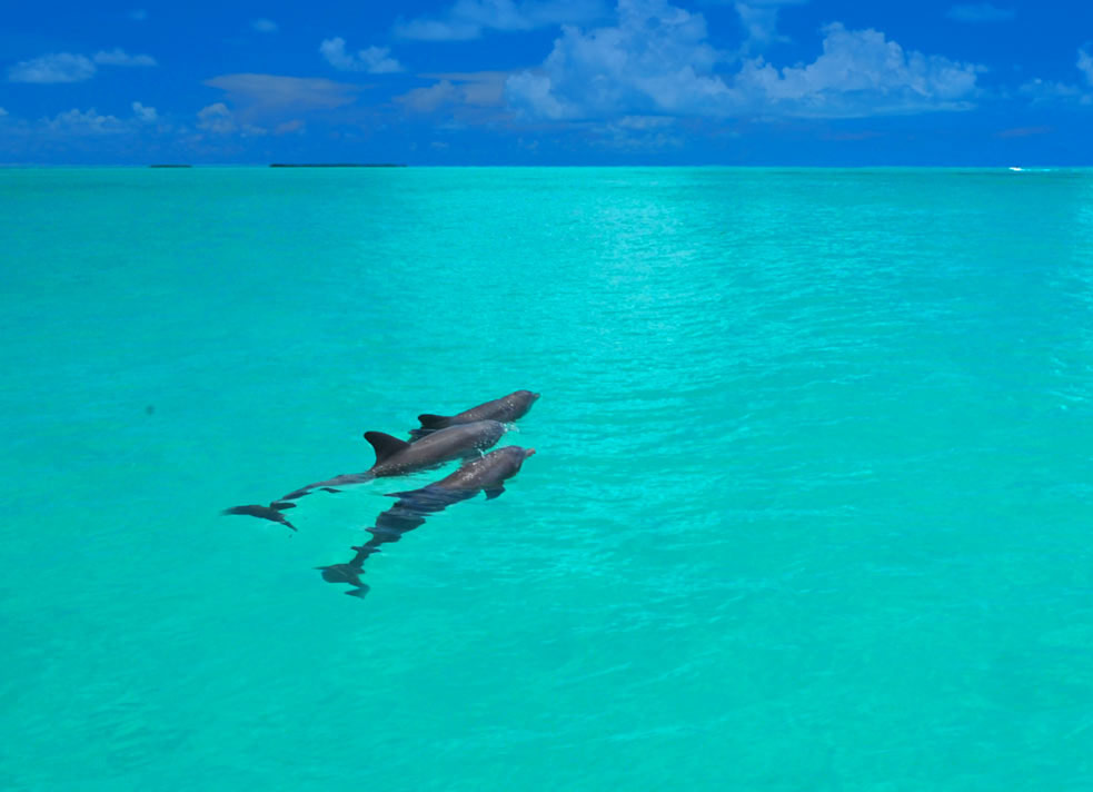 dolphins in the ocean